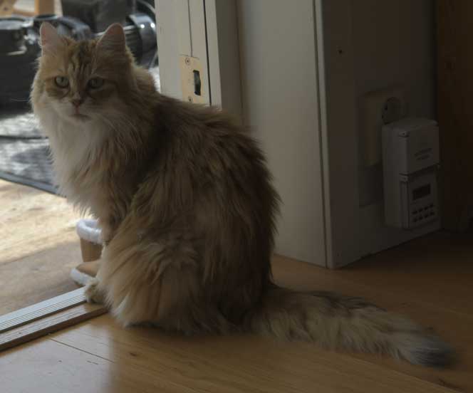 Sibirisk katt Uni