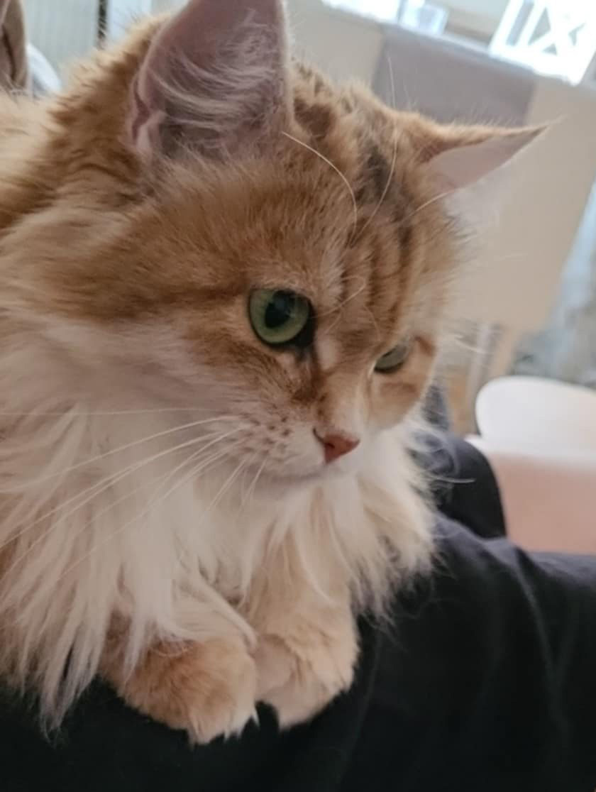 Sibirisk katt Marilyn