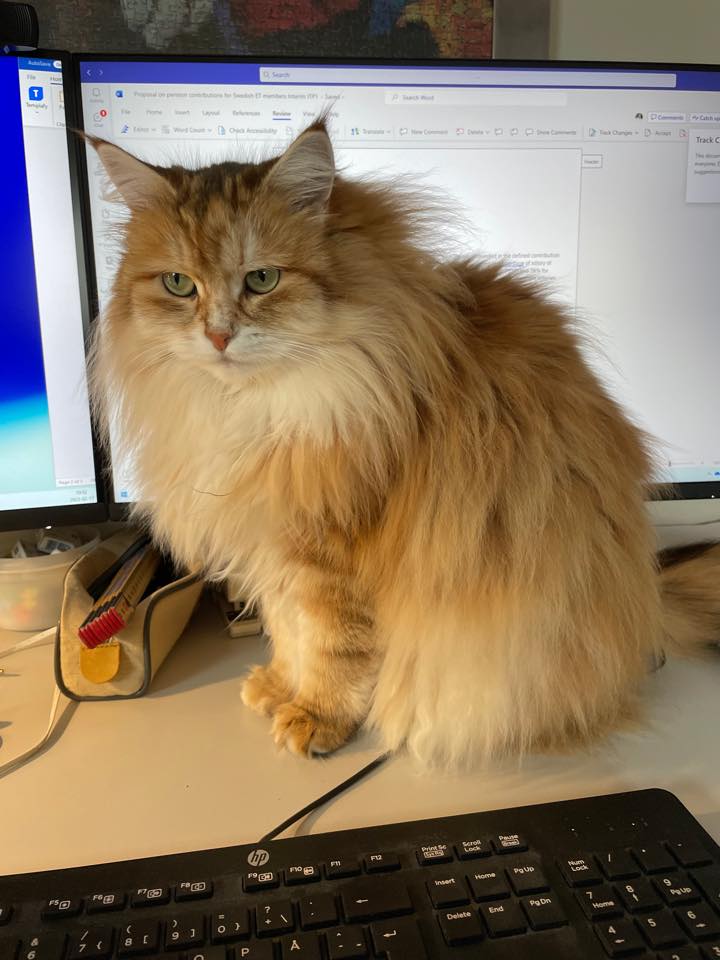 Sibirisk katt Quine