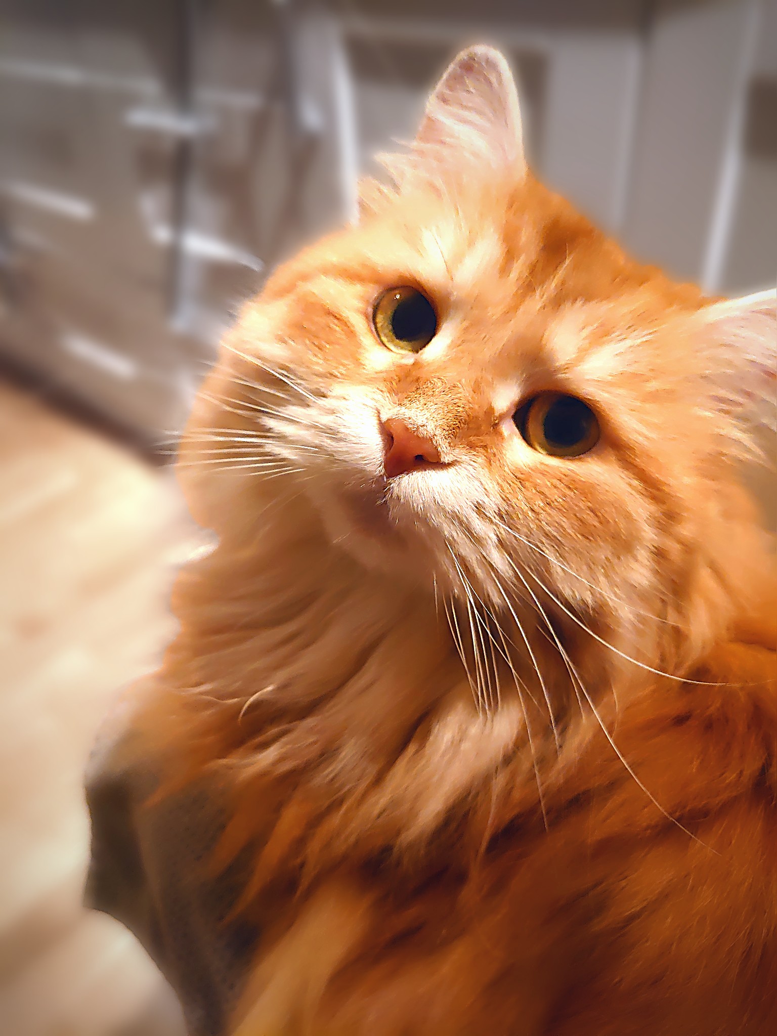 Sibirisk katt Yazhi