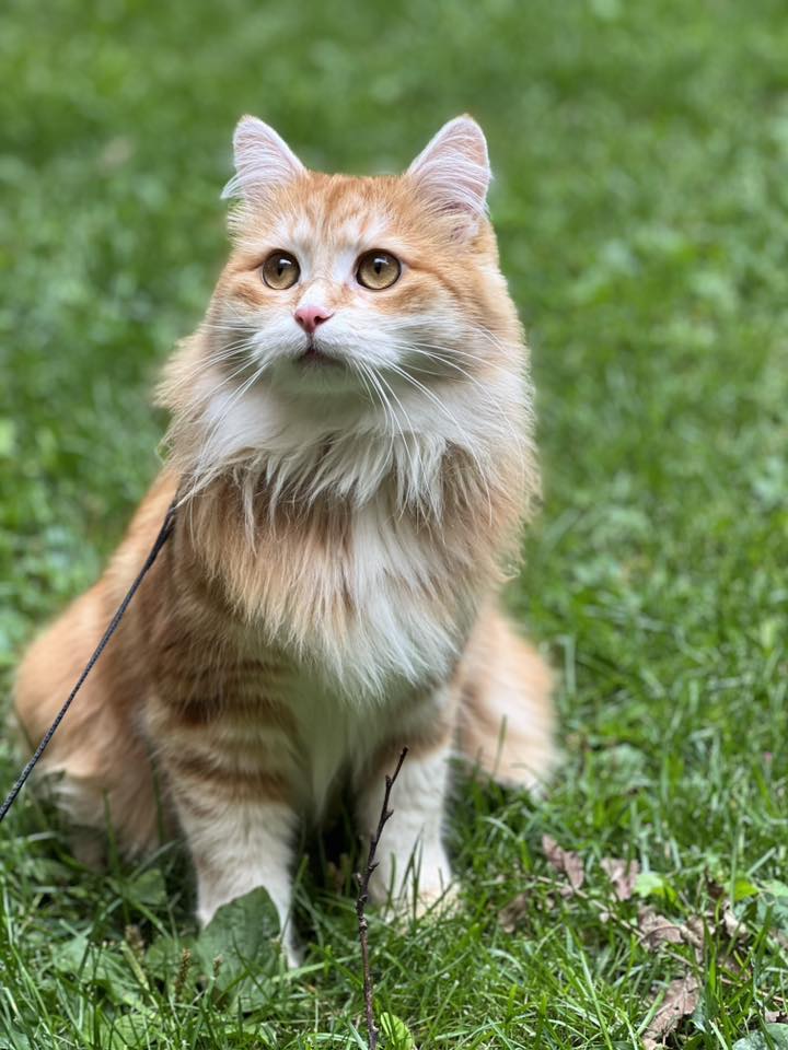 Sibirisk katt Metis