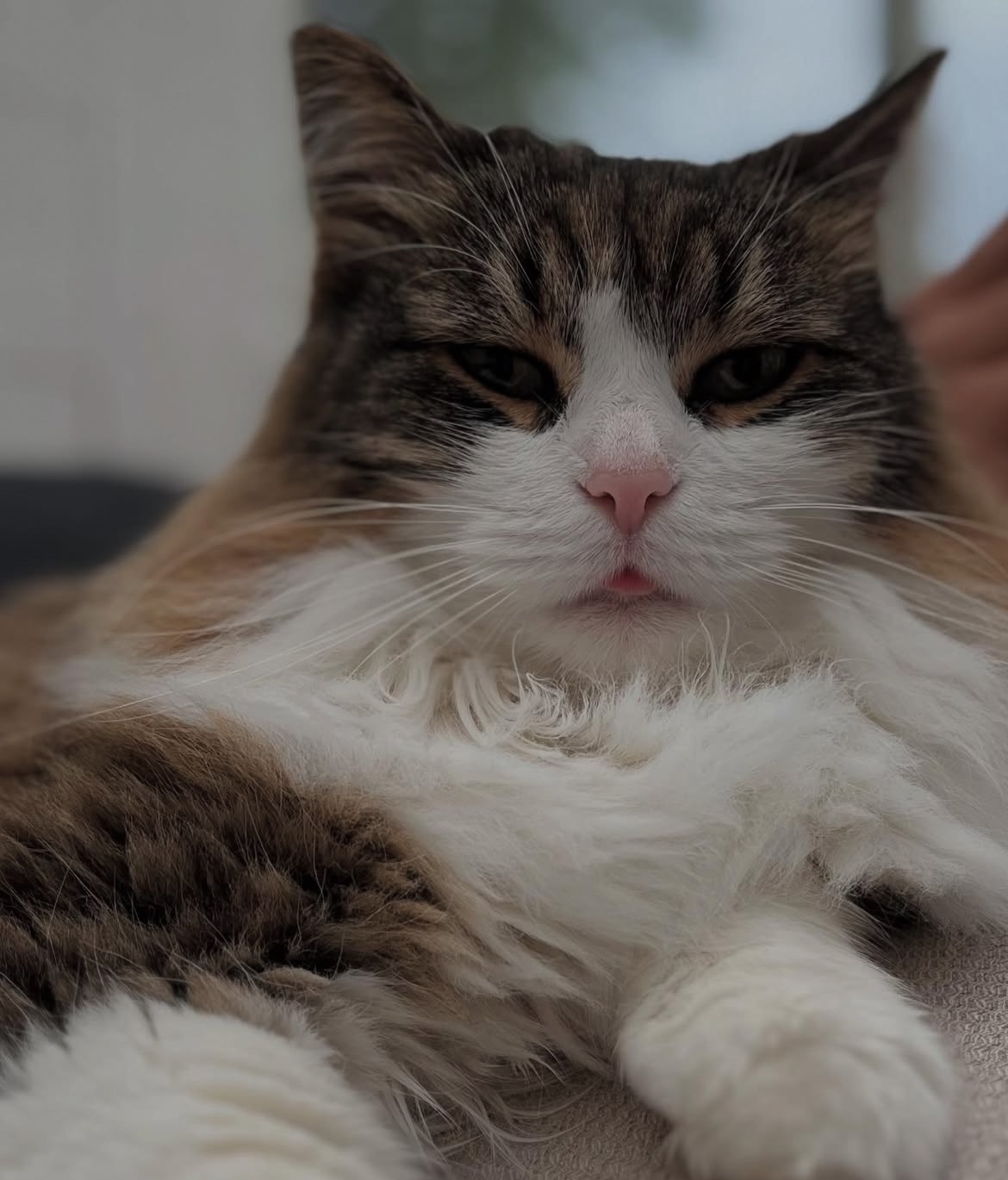 Sibirisk katt Valentine