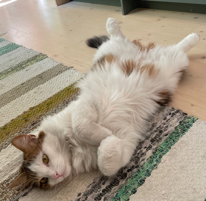 Sibirisk katt Lyman