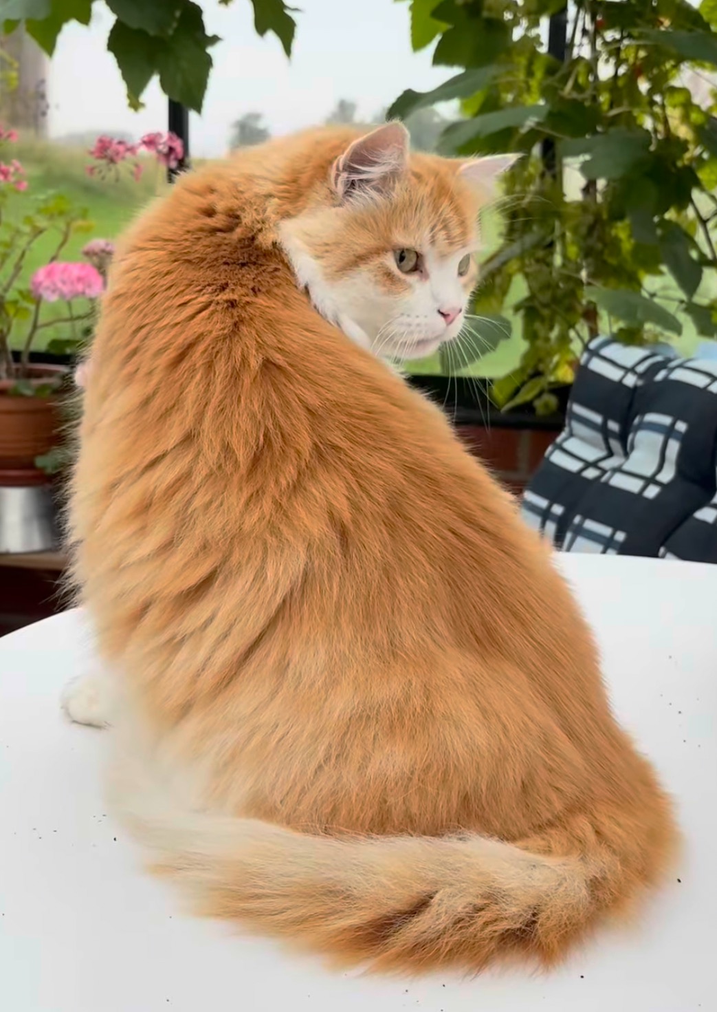 Sibirisk katt Ivan