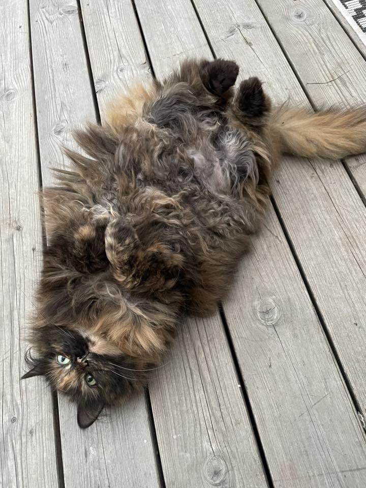 Sibirisk katt Kathleen