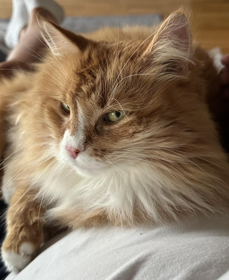 Sibirisk katt Kepheus