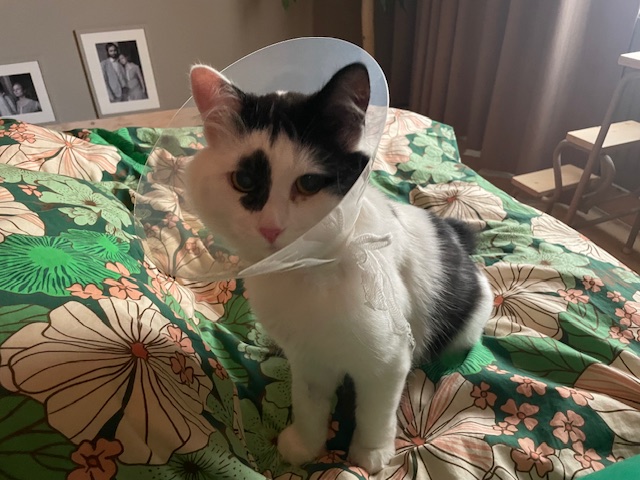 Sibirisk katt Picasso
