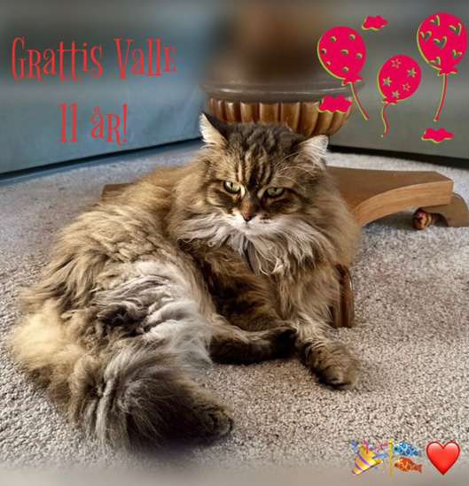 Sibirisk katt Vincente