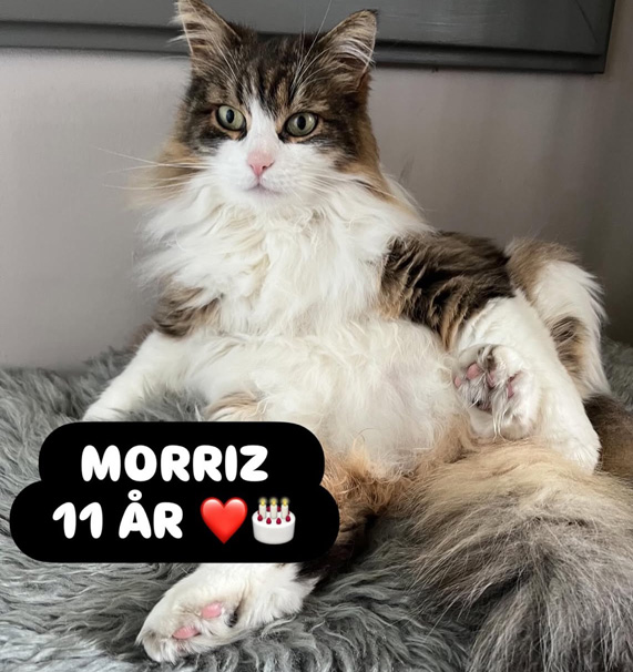 Sibirisk katt Valentine