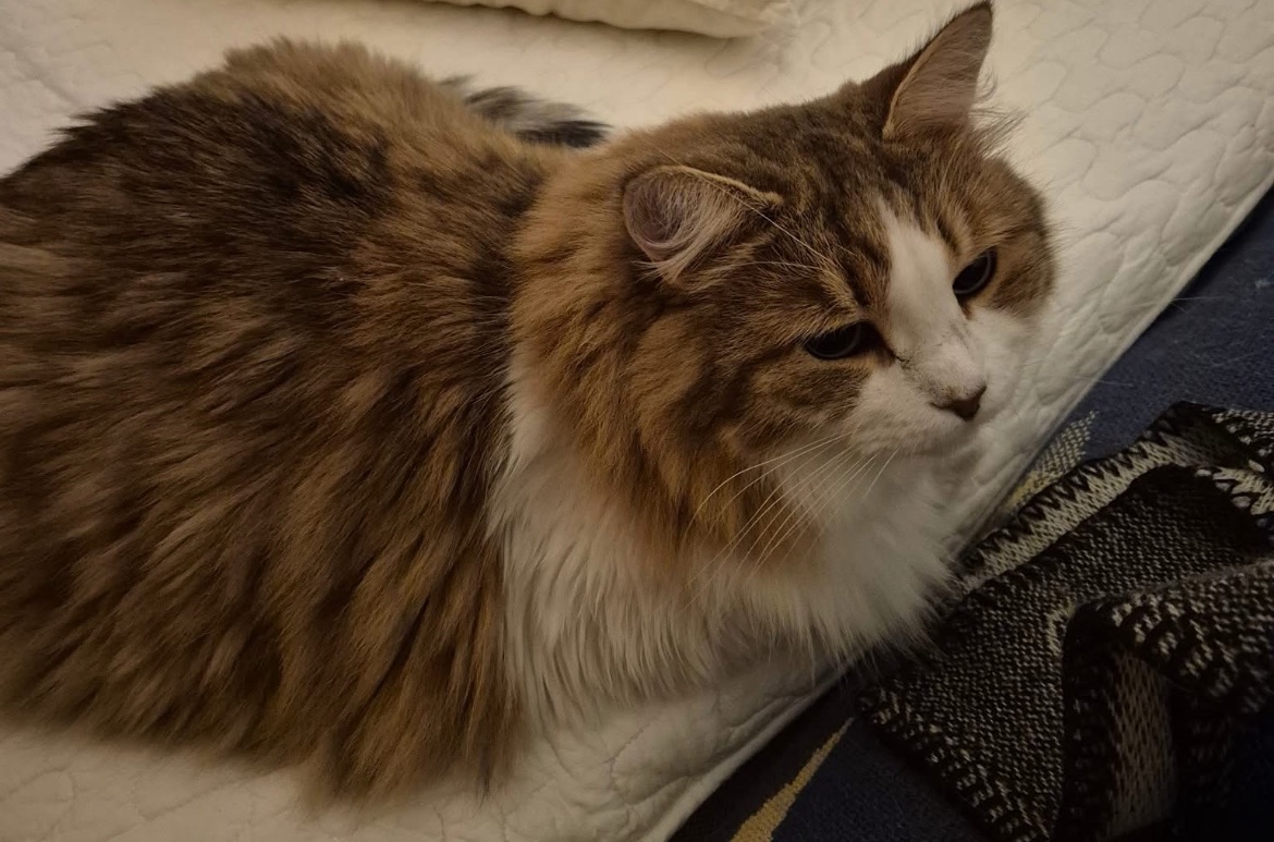 Sibirisk katt Valina