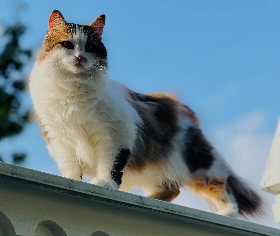 Sibirisk katt Edda