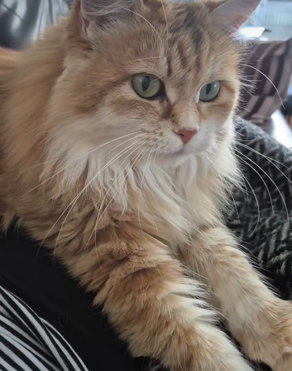 Sibirisk katt Marilyn