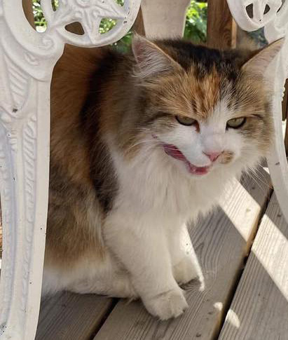 Sibirisk katt Gaia