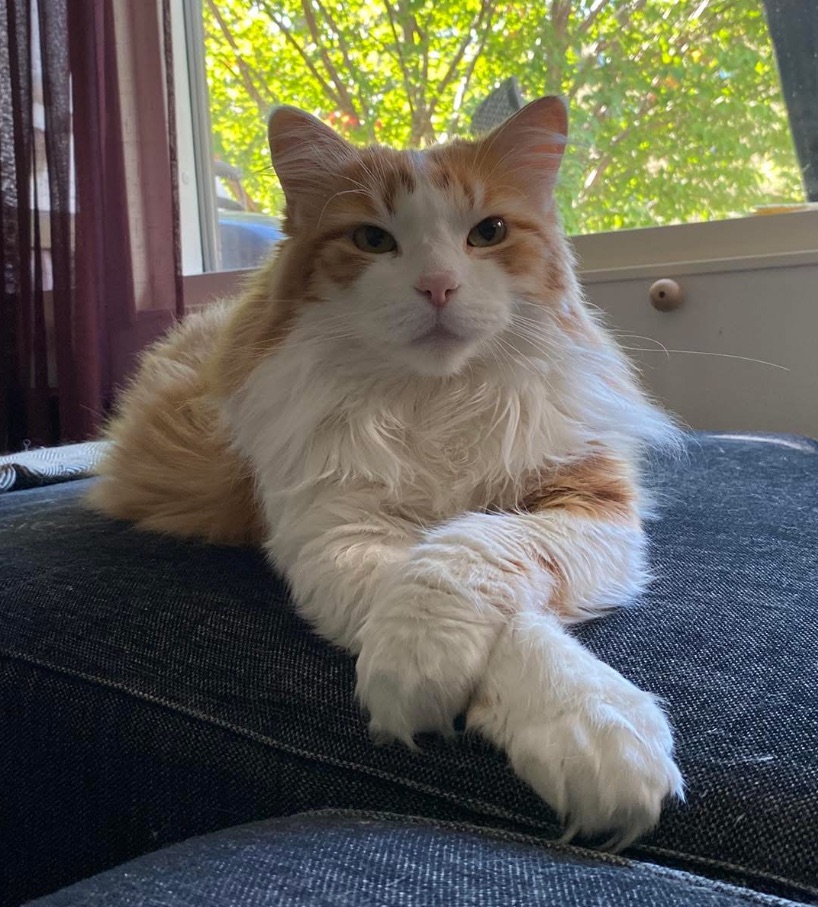 Sibirisk katt Pollux