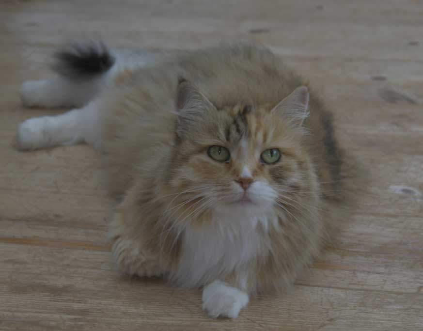 Sibirisk katt Dani