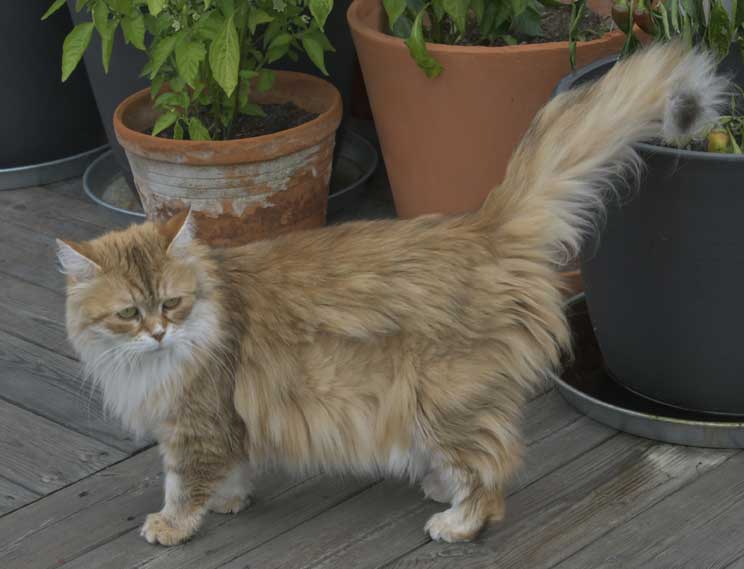 Sibirisk katt Uni