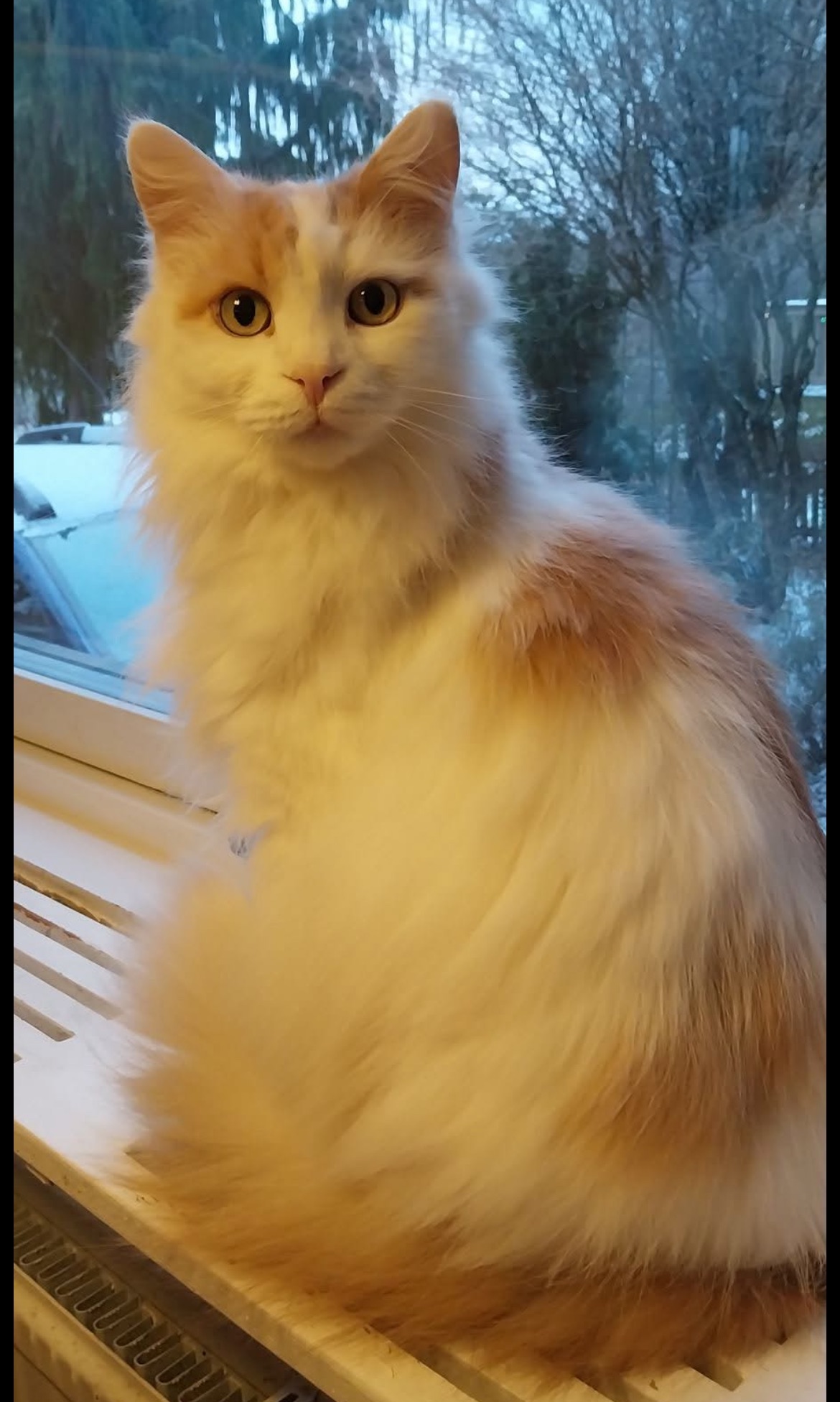 Sibirisk katt Fenrir