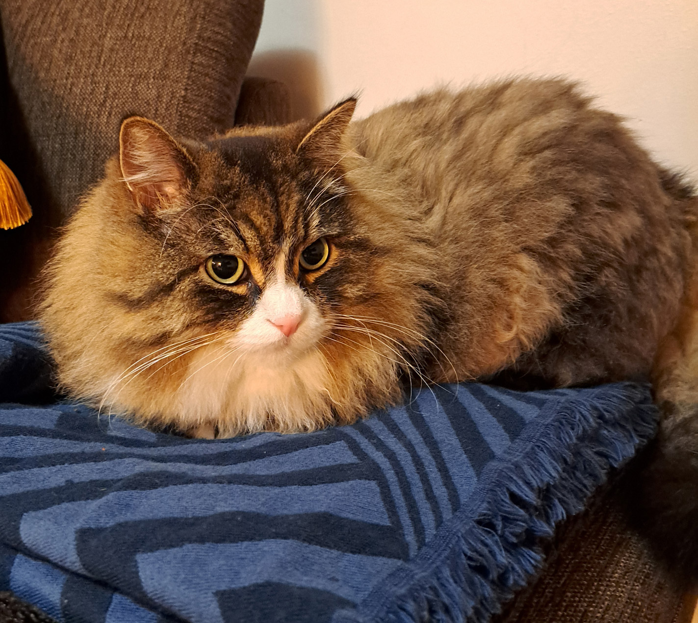 Sibirisk katt Zeno