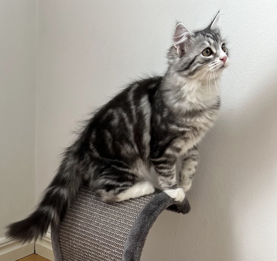 Sibirisk kattunge Seppina