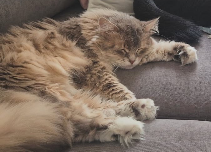 Sibirisk katt Utopia