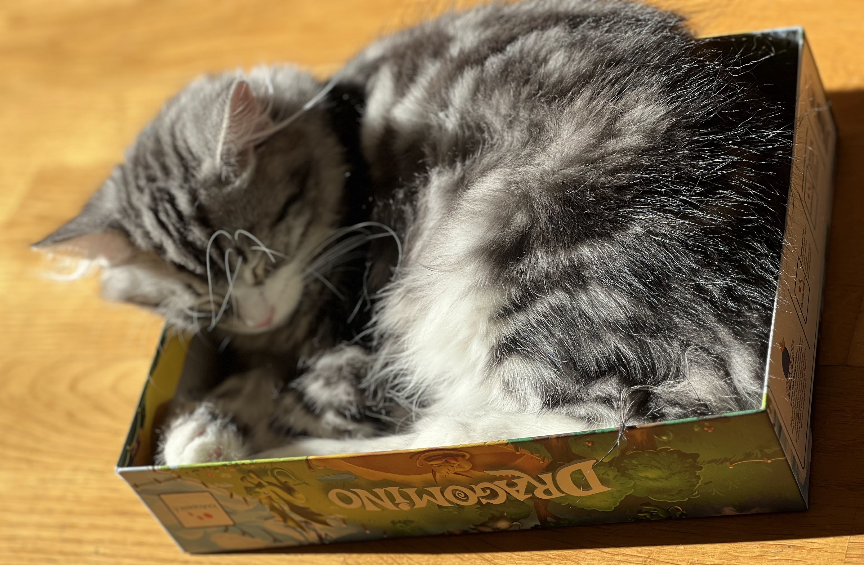 Sibirisk kattunge Seppina