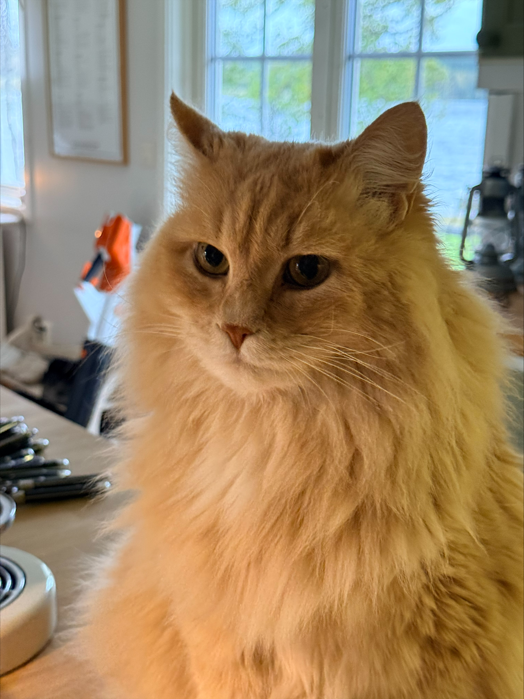 Sibirisk katt Barry