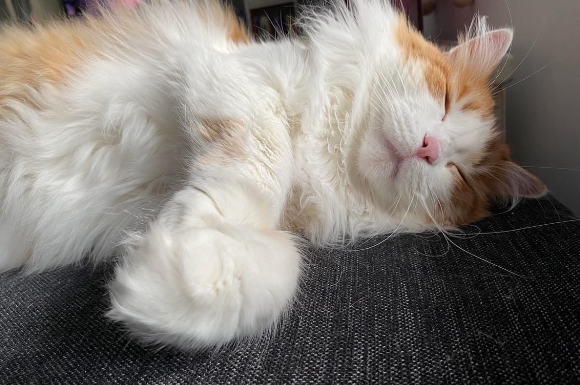 Sibirisk katt Pollux