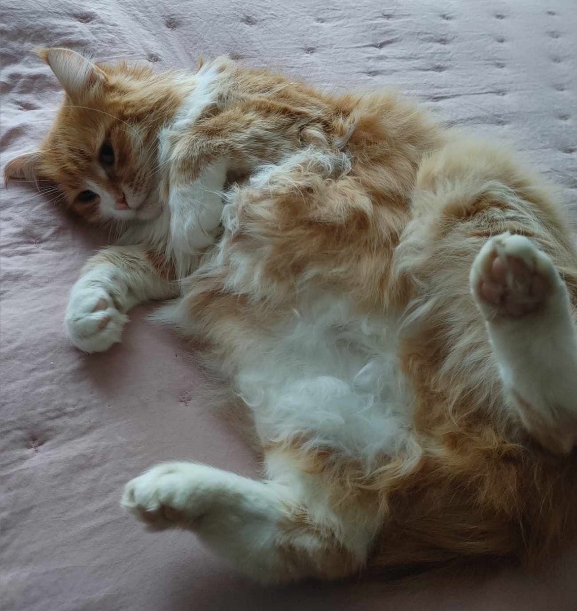 Sibirisk katt Rost