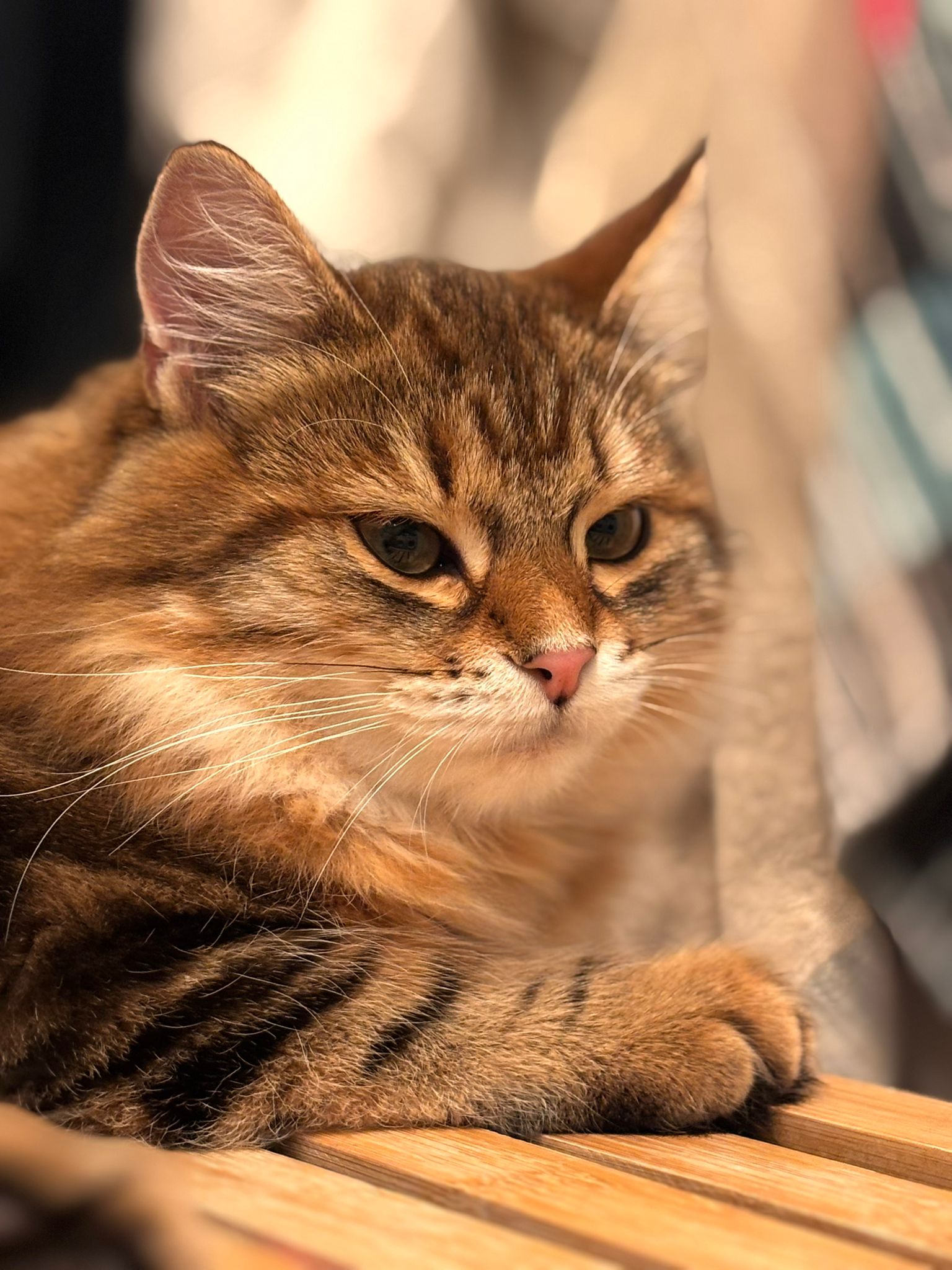 Sibirisk kattunge Semele