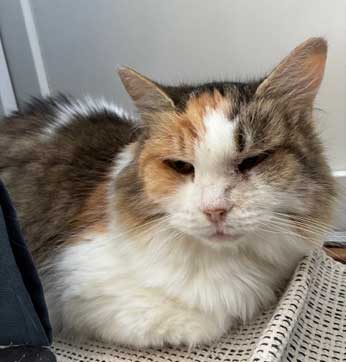 Sibiris katt Colbie