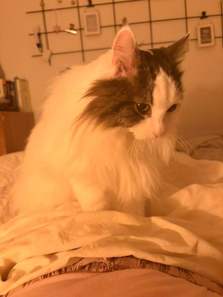 Sibirisk katt Quincy
