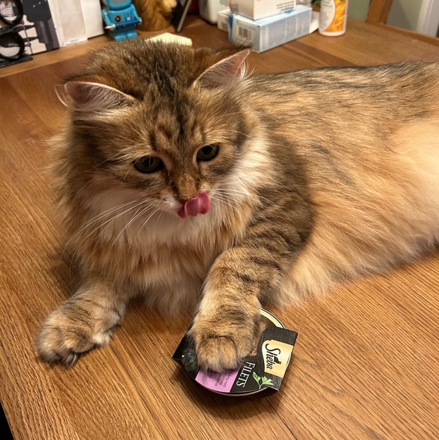 Sibirisk katt Fujita