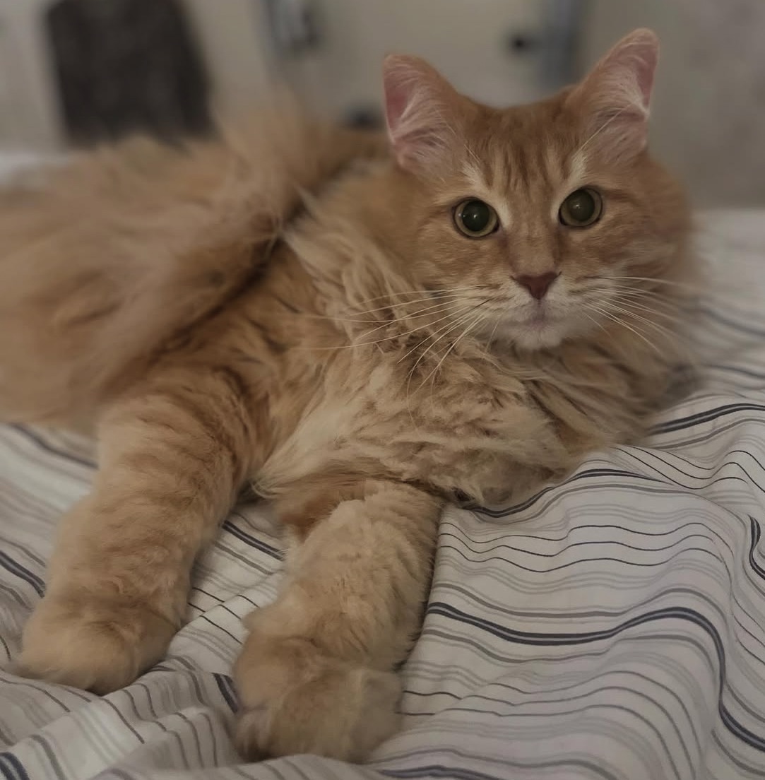 Sibirisk katt Remus