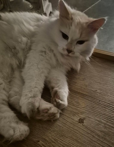 Sibirisk katt Romeo