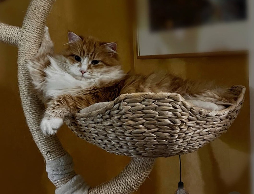 Sibirisk katt Flynn