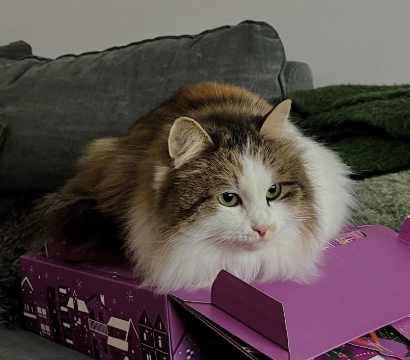 Sibirisk katt Edda