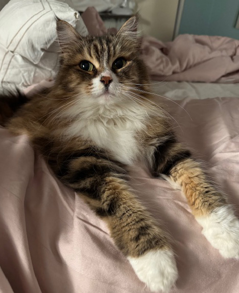 Sibirisk katt Vega