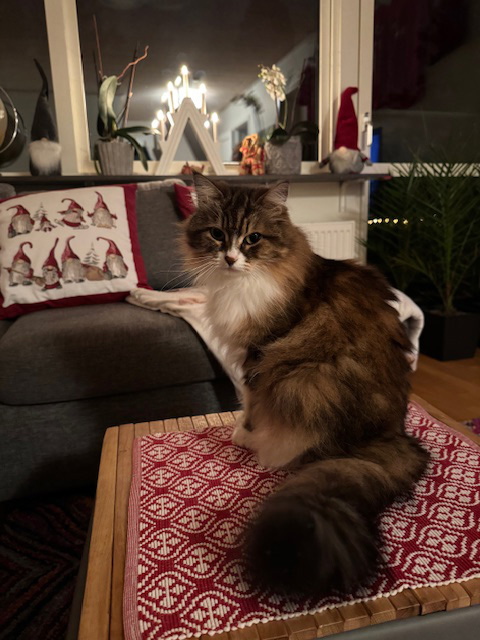 Sibirisk katt Vega