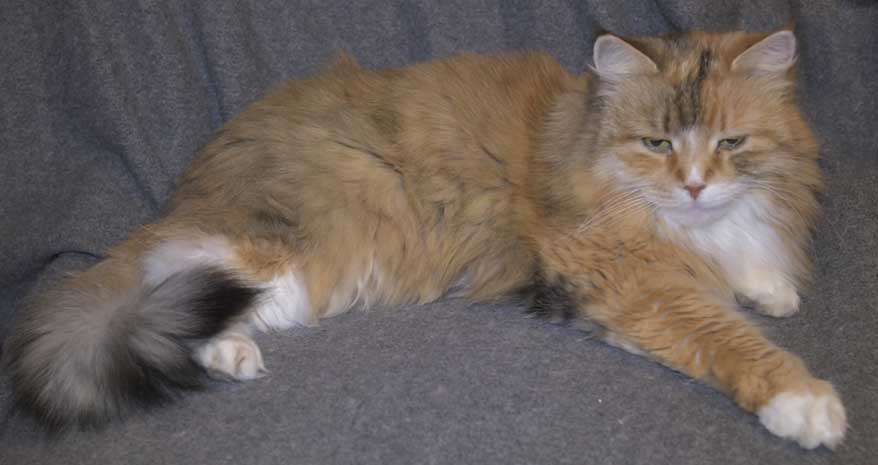 Sibirisk katt Dani