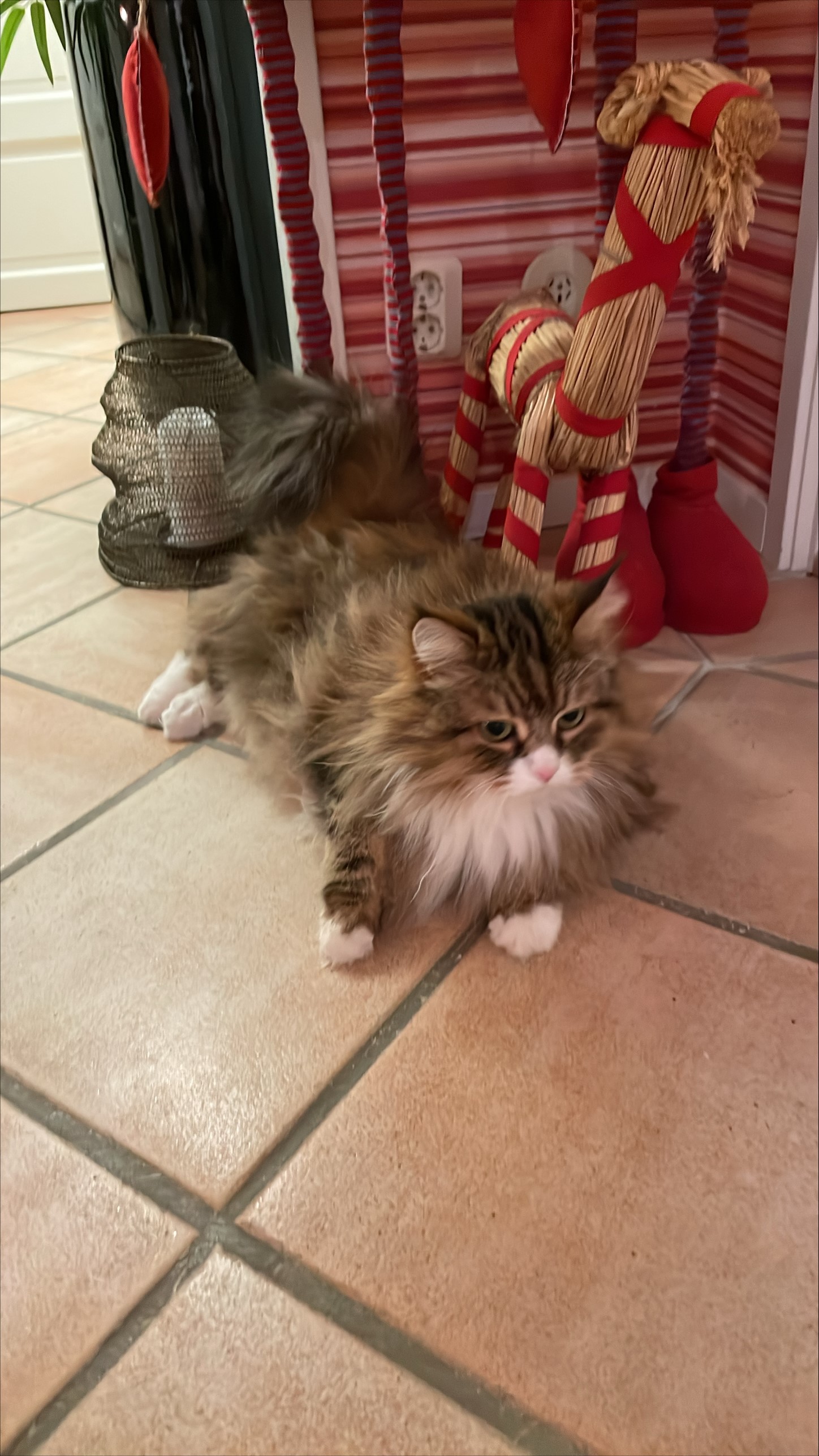 Sibirisk katt Fox