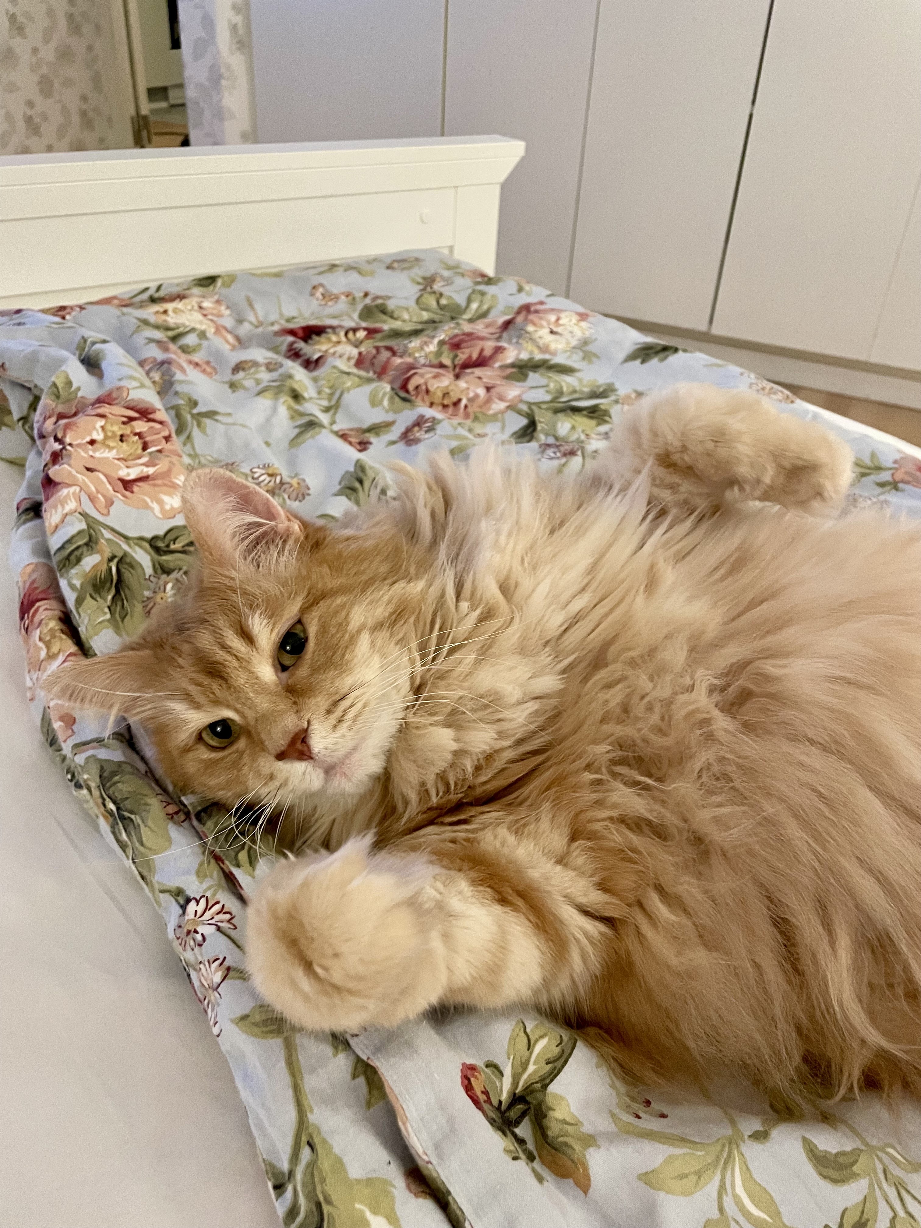 Sibirisk katt Remus