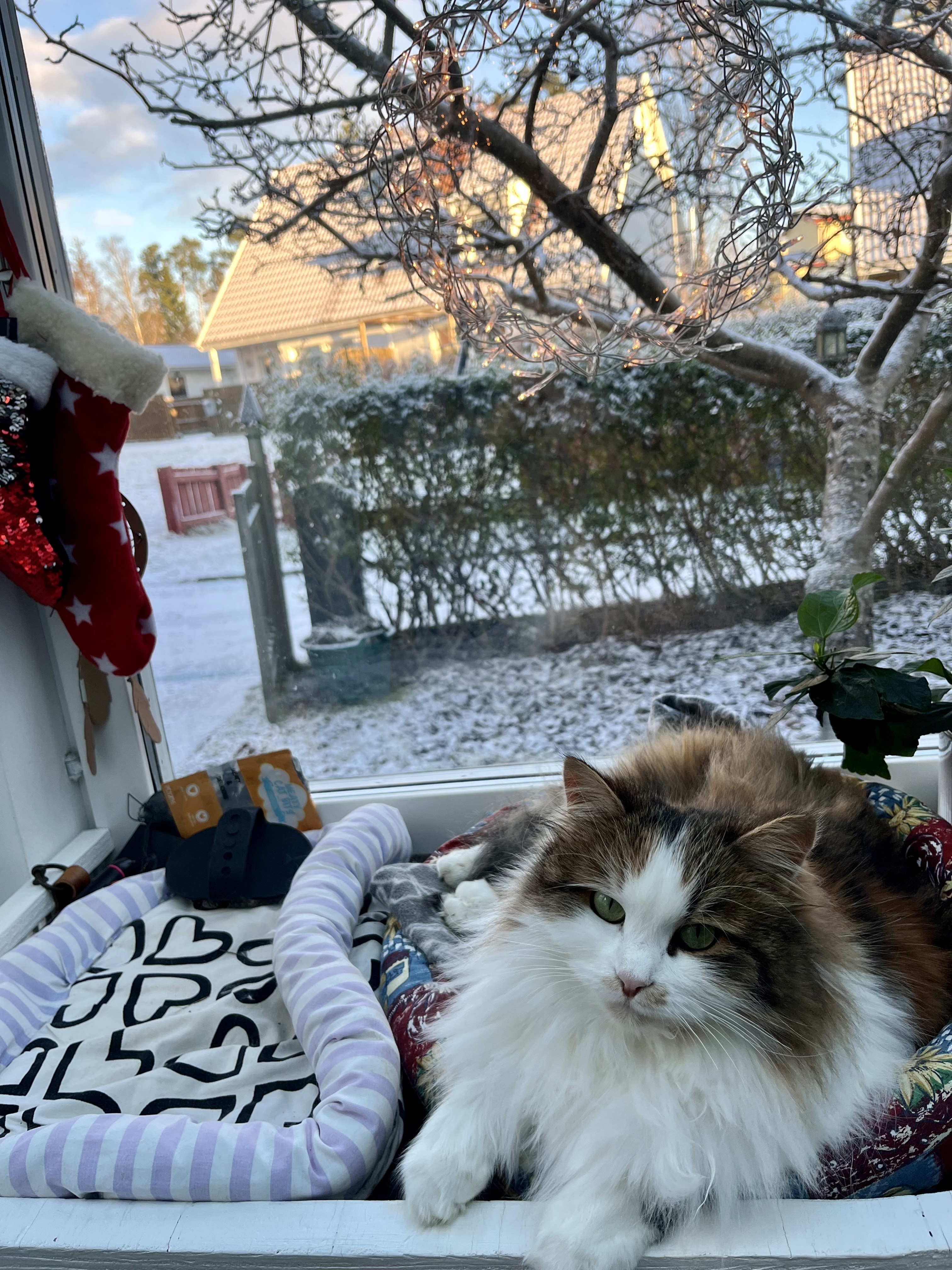 Sibirisk katt Edda