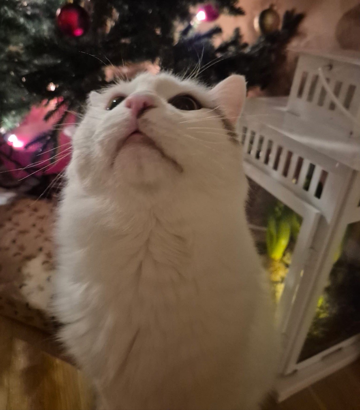 Sibirisk katt Mars
