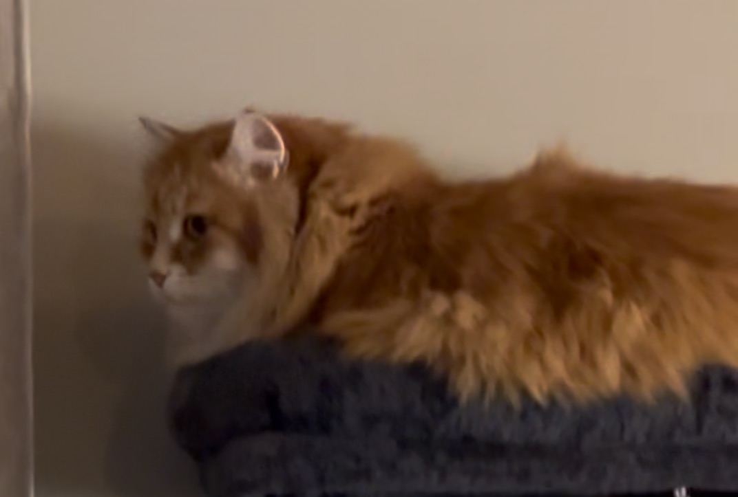 Sibirisk katt Mir