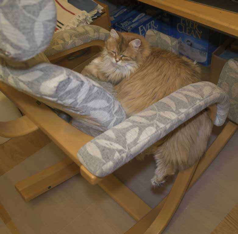 Sibirisk katt Uni