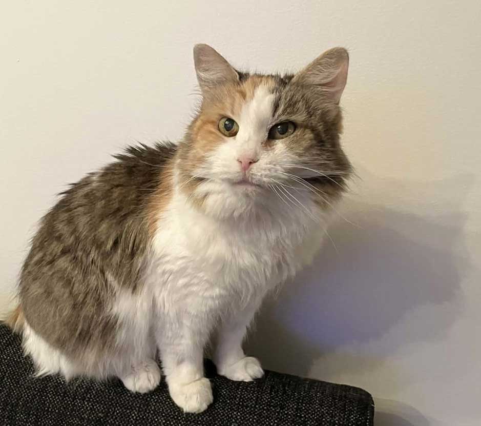 Sibirisk katt Colbie