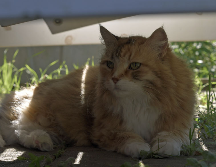 Sibirisk katt Dani