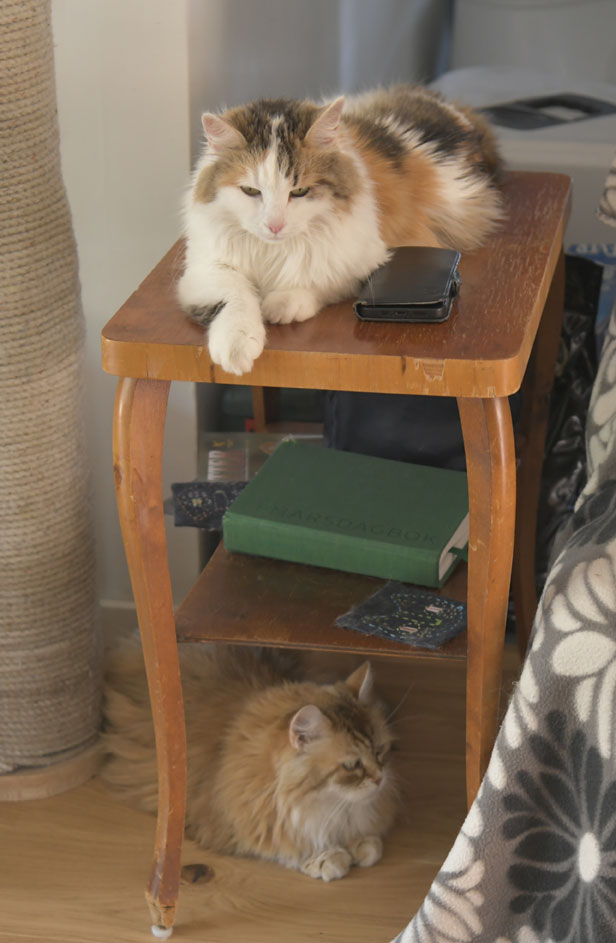Sibirisk katt Tracie o Uni