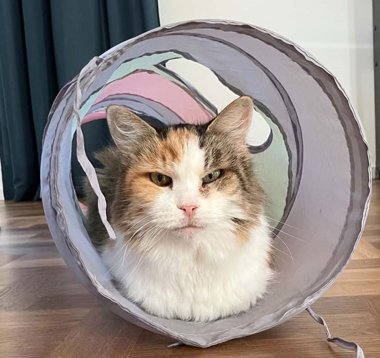 Sibirisk katt Colbie