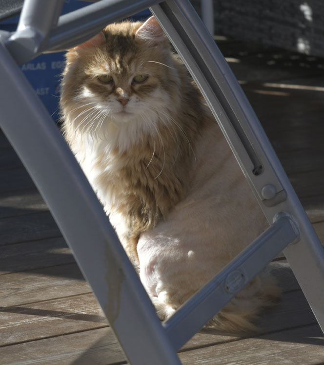 Sibirisk katt Uni